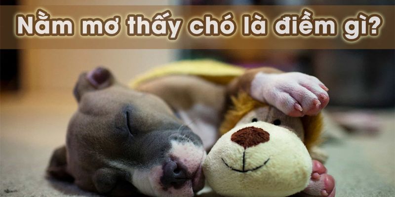 Mơ thấy con chó đánh gì cho may mắn